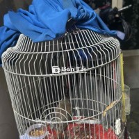bộ chào mào mới bẩy