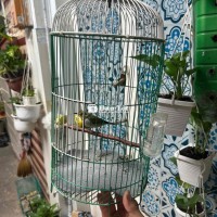 bộ khoen líu chuyện lông xấu