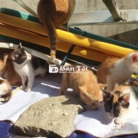 Mình có lứa mèo mới đẻ