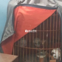 Họa mi mái thuộc