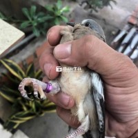 Bán Cặp Cu Malai Con Dòng Thúc Gù  