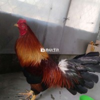 Gà 2kg7