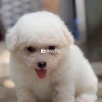CHÓ POODLE THUẦN CHỦNG