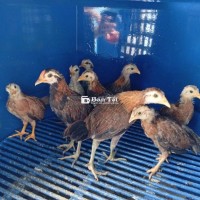 Gà tre con Các dòng Mỹ 1 máu