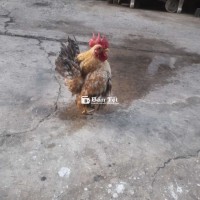 Serama mini F1 cha mẹ nhập