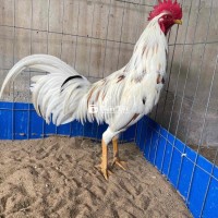Chuyên Bán Gà Tơ Chất Lượng - Tơ Tay Đẹp, Khỏe Mạnh, Đủ Tiêu Chuẩn