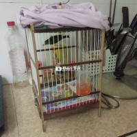 Cặp khuyên trống mái