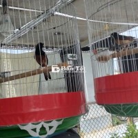 TL hoặc GL cặp Cam Đen.
