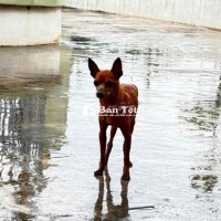 Bán chó  fox hươu nhà nuôi, tặng mèo anh lông dài