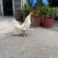 bướm siu mỹ