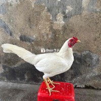 Jap 3D Nay Được Siêu Phẩm 1kg850 - Hơi Quá Tay, AE Về Giảm 1kg8 Là Được  