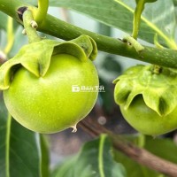 Hồng socola cao 1m5 cây đang sẳn 4 trái gl bồ câu