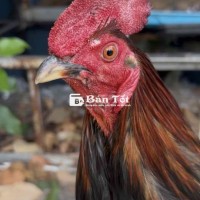 điều vàng 1kg650