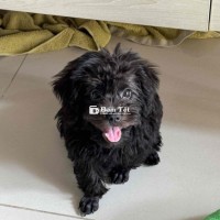 Gả cún poodle lai schnauzer - đen bóng