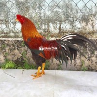 Asil 3k3 tay khủng