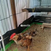 TRỐNG BẮC CỘC 3 THÁNG ĐÃ GÁY ĐẠP MÁI