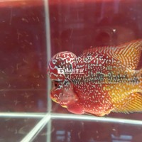 Cá rô phi đột biến ( kamfa f3 size 3 ngón 2 màu )