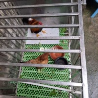 Bán cặp gà tre hơn năm tuổi