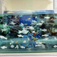 Cá Molly palatium trắng và cá 7 màu