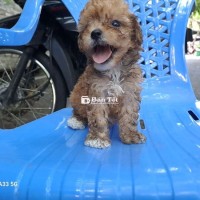 Poodle Tini Tìm Chủ Yêu Thương