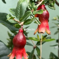 Cây lựu Ấn Độ chuẩn giống đang hoa trái