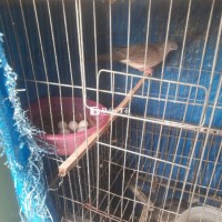 Chim cu gáy mái khỏe mạnh