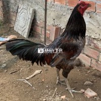 Xám lai 4kg