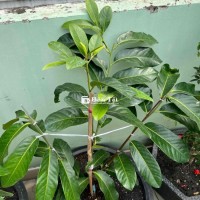 2 cây hồng socola cao 1m bán hoặc giao lưu bồ câu