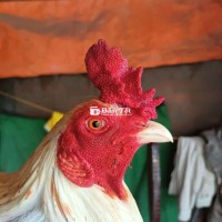 Bướm 3ki Tay Cục Chơi Liền  