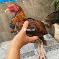 Gà Tre Cuban 3D 6 Tháng Tuổi - Trạng 1k3, Tơ Khỏe, Đá Cựa Hay  