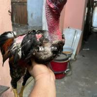 Dư gà đúc cần ra đi