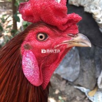 xanh khô lông chia lúa hiện 3ky win 3x