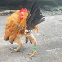 cần thanh lý bé gà  vàng show khủng