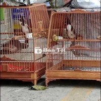 Chào mào mùa đầu