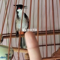 Chào mào bổi ae về gọt dũa tiếp