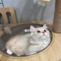 CẦN NHÀ MỚI CHO CÁC BÉ MÈO ANH LÔNG DÀI LÔNG NGẮN