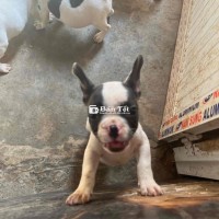 Bull Pháp Siêu Dễ Thương Cần Tìm Chủ Mới  