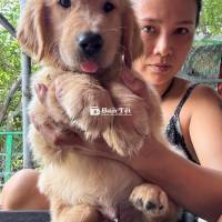 Chó Golden Retriever Thuần Chủng - Bình Thạnh & Ninh Thuận