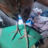 Gà Nòi Lông E - Cần Tìm Chủ Thiện Chí  