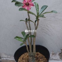 Sứ hạt cánh đơn
