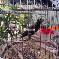 sáo nâu cu thái 4 lồng