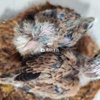 Cần Bán Cặp Rin Vân Rồng Bông Ít Lã Xuân Oai  