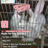 Thỏ Việt Lai Xuất Xất Tại Nông Trại Thỏ & Bọ Ú