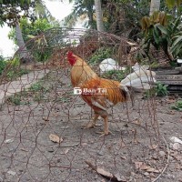 cú 3k2 tay hơi ốm tý rẻ bèo