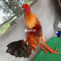 xám vàng chân trắng 2kg8 trạng 2kg9 3kg