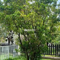 Bán cây Nguyệt Quế khủng - Ưu đãi hấp dẫn