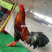 we 2kg9 tay xương lường dài dày long khô nhẹ zin