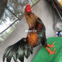 we 2kg8 trạng 2kg9 long mới tơ zin bổn mẻ