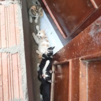 Tặng Mèo Con - Miễn Phí Mèo Nhà Đẹp