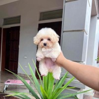 Cần Tìm Nhà Mới Cho Bé Cún Nhà Mình Được 2 Tháng Tuổi  